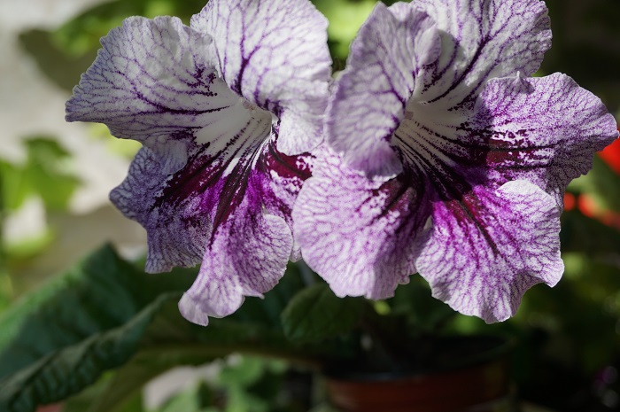 Стрептокарпус UA-Дикая Орхидея