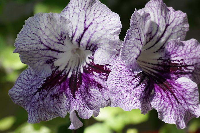 UA-Дикая Орхидея (1)