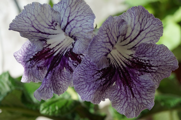 UA-Дикая Орхидея