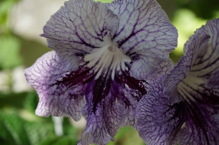 UA-Дикая Орхидея (2)