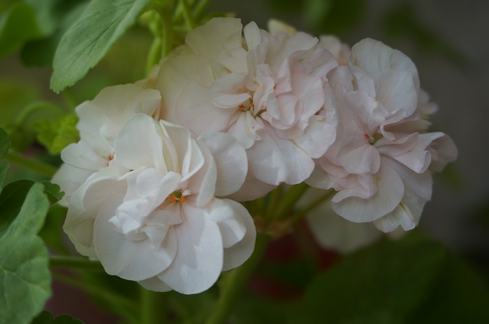 DSC03428.JPG