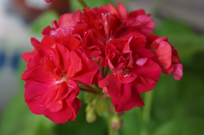 Пеларгония Bold Carmine