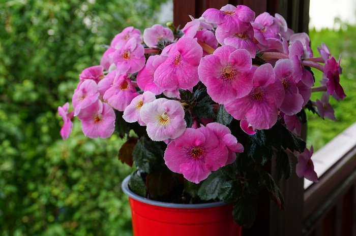Arletta Pink.JPG