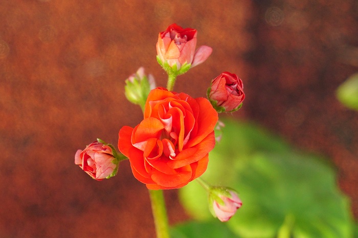 Orange bud.JPG