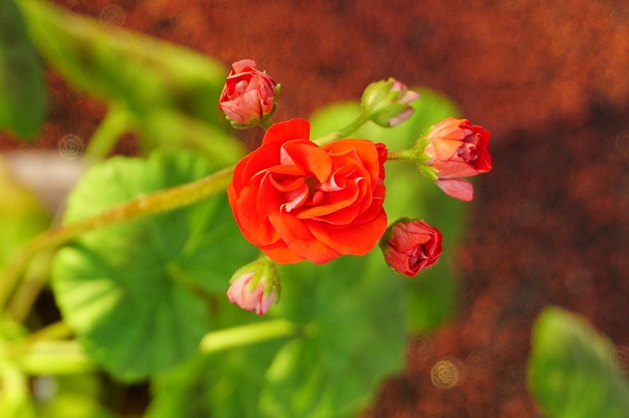 Orange bud  (1).JPG