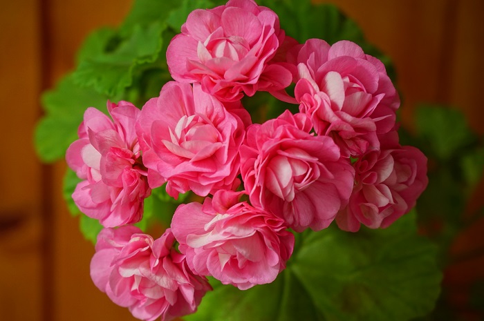 Swanland Pink.JPG
