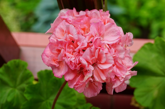 Marbacka Mere Apricot.JPG