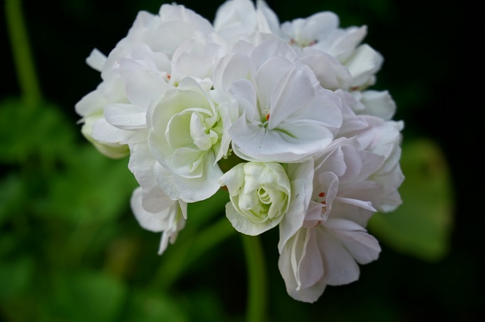 W. Sommarvals   (2).JPG