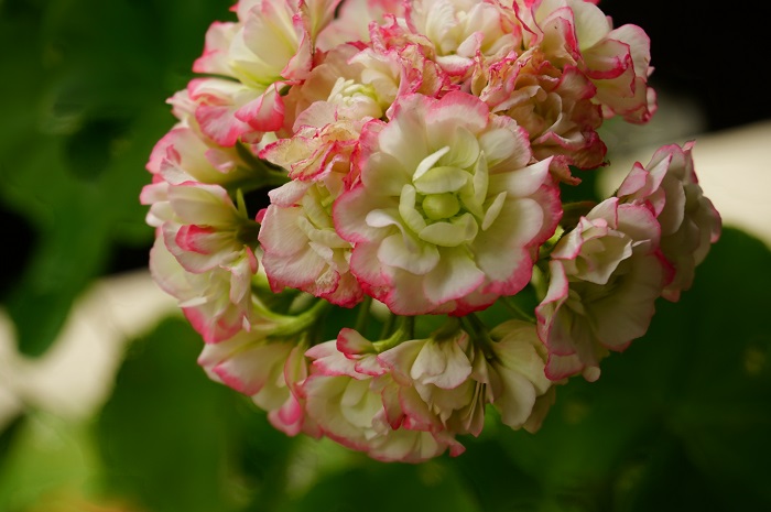 Appleblossom Rosebud  (2).JPG