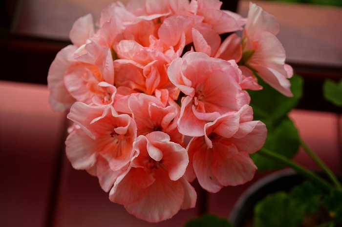 Highfields Attracta  (3).JPG