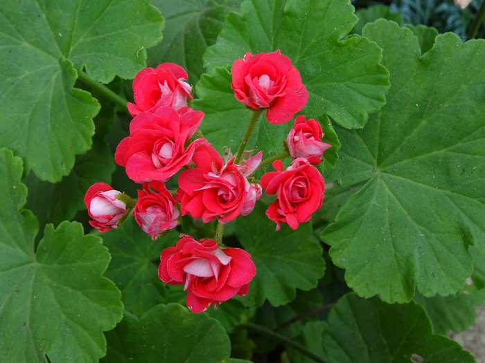 Little rosebud.JPG