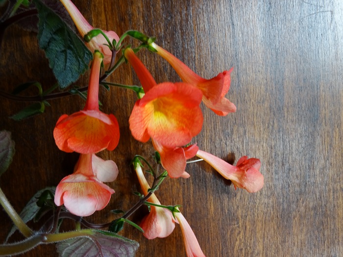 Achimenantha 'Helena'.JPG