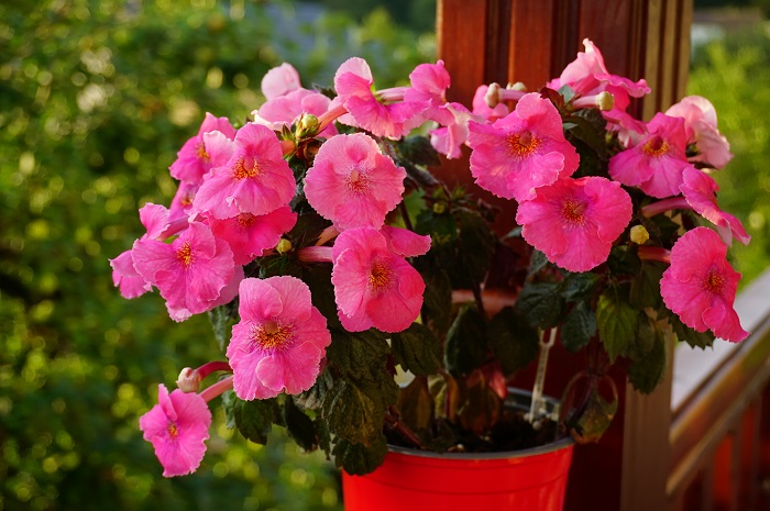 Arletta Pink.JPG