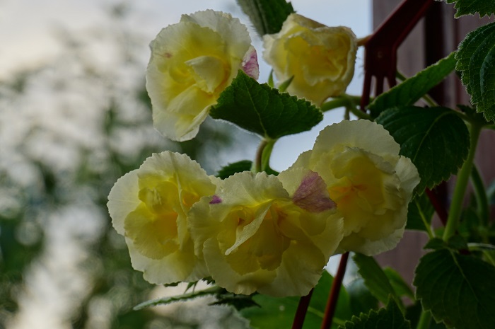 Golden Bells (2).JPG