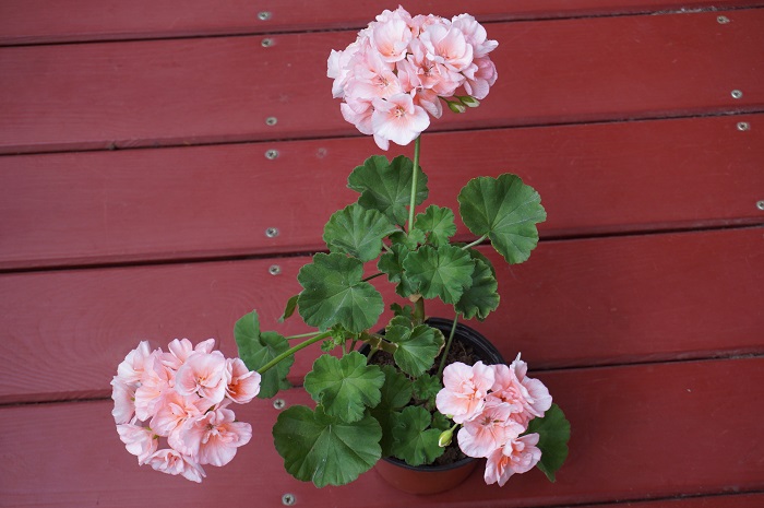 Highfields Attracta  (2).JPG