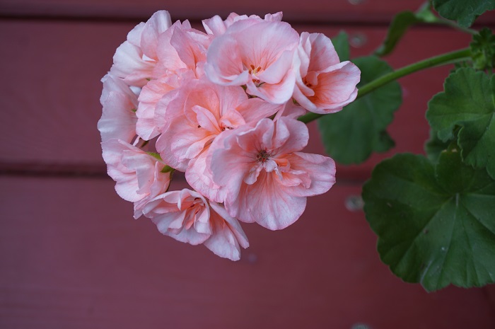 Highfields Attracta  (3).JPG