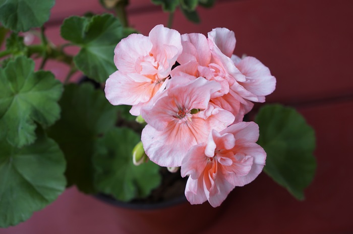 Highfields Attracta  (4).JPG