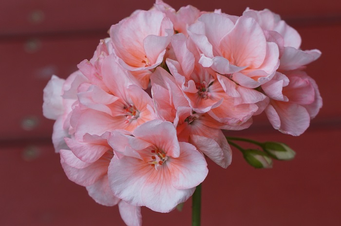 Highfields Attracta.JPG