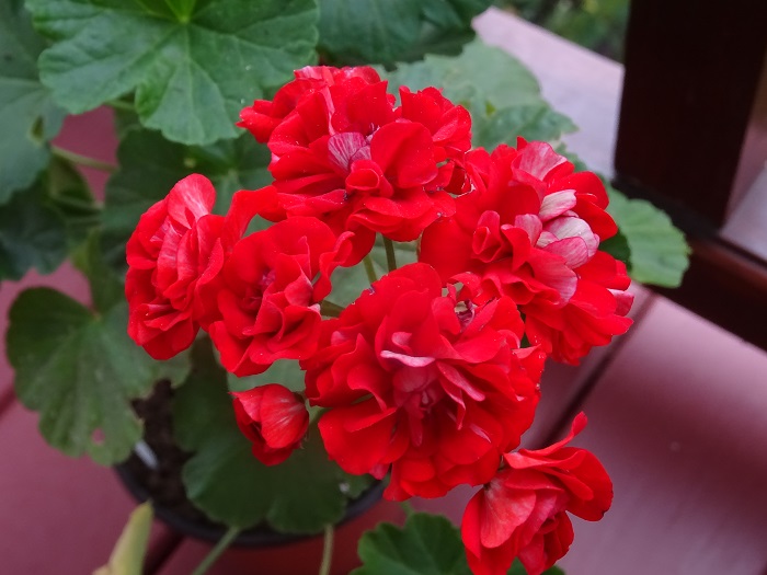 Leufsta (2)
