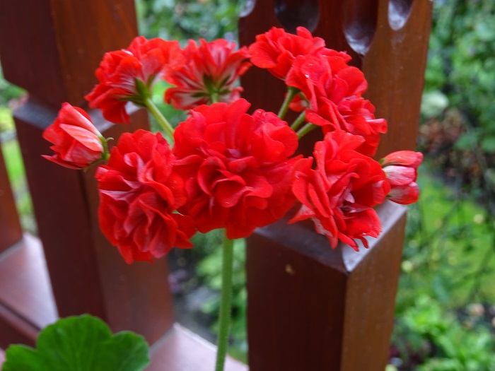 Пеларгония Leufsta