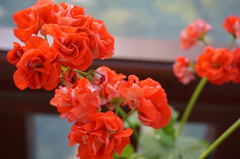 Orange bud
