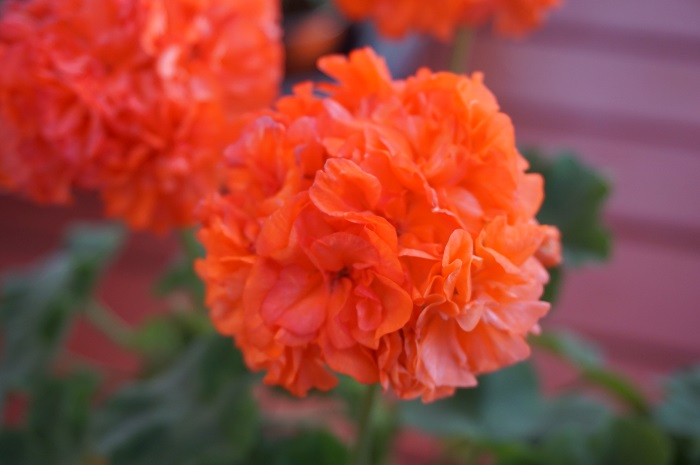 пеларгония Dagmar Murray