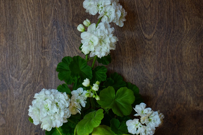 W. Sommarvals