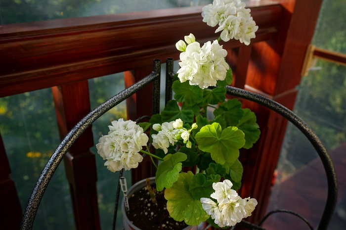 Розебудная пеларгония W. Sommarvals