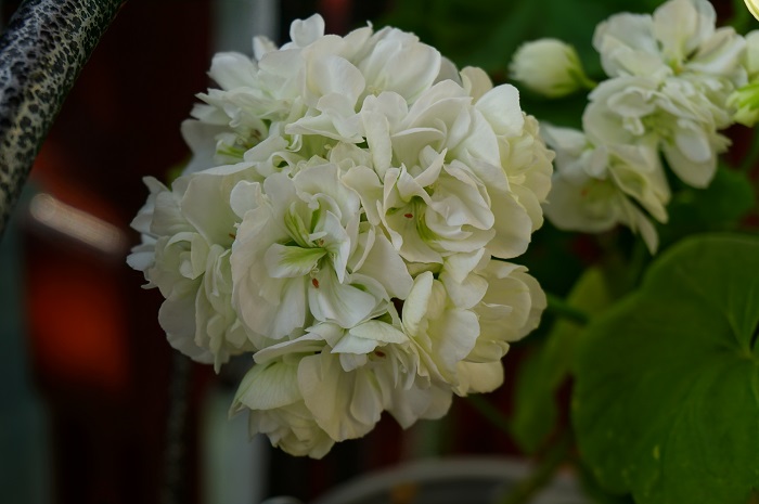 W. Sommarvals