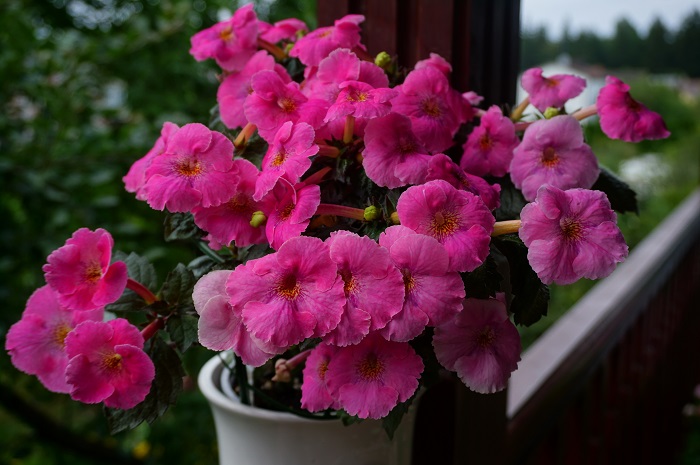 Arletta Pink
