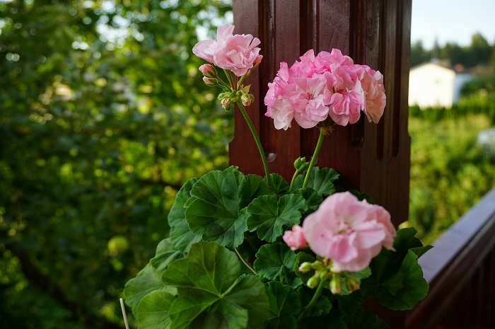 пеларгония Bold Princess