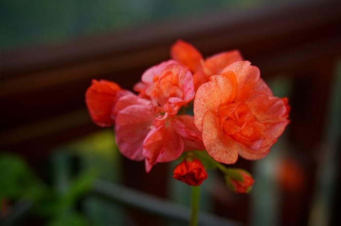 Edwards Embers