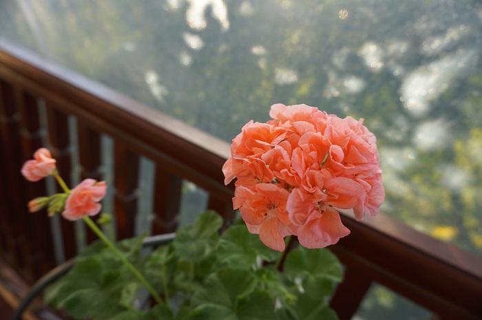 Marbacka Mere Apricot -3