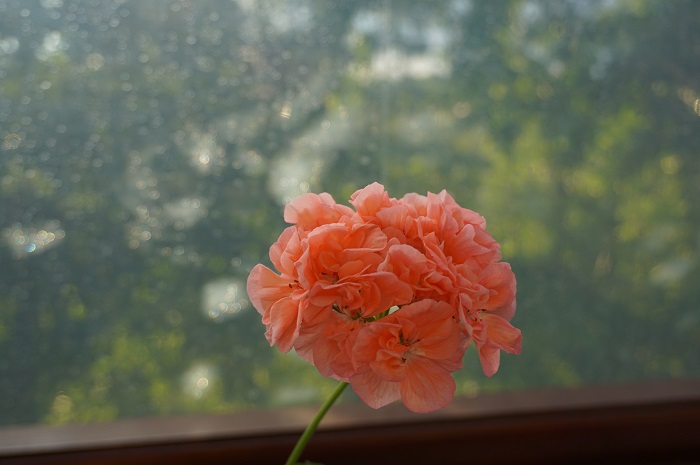 Marbacka Mere Apricot -2