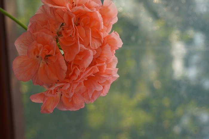 Marbacka Mere Apricot -1