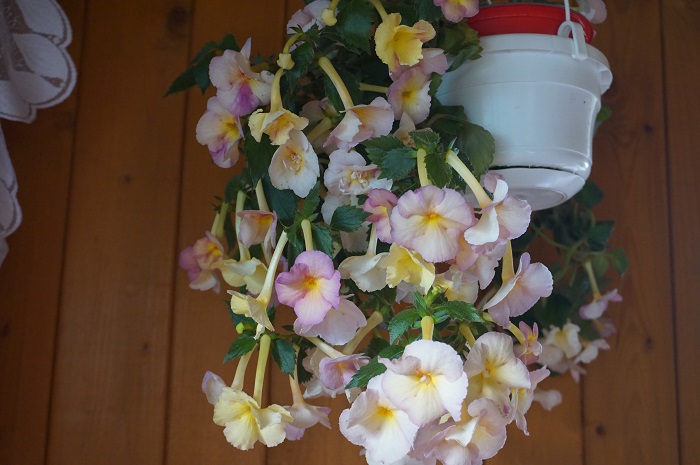 Ахименес Yellow English Rose