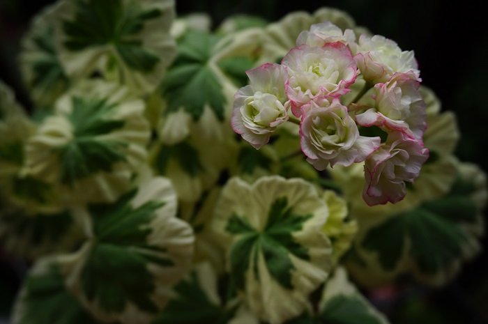 Пеларгония Westdale appleblossom