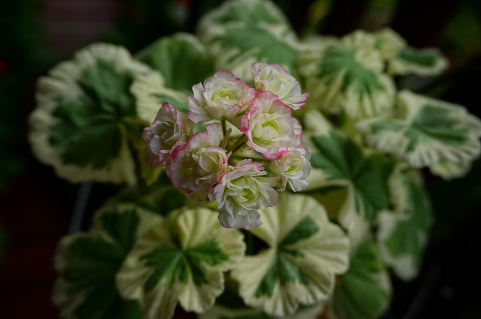 Westdale appleblossom