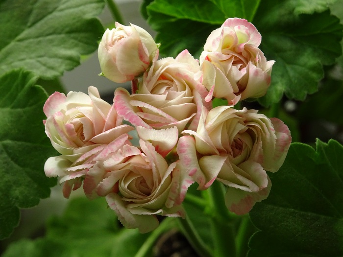 Розебудная пеларгония Fischers Appleblossom