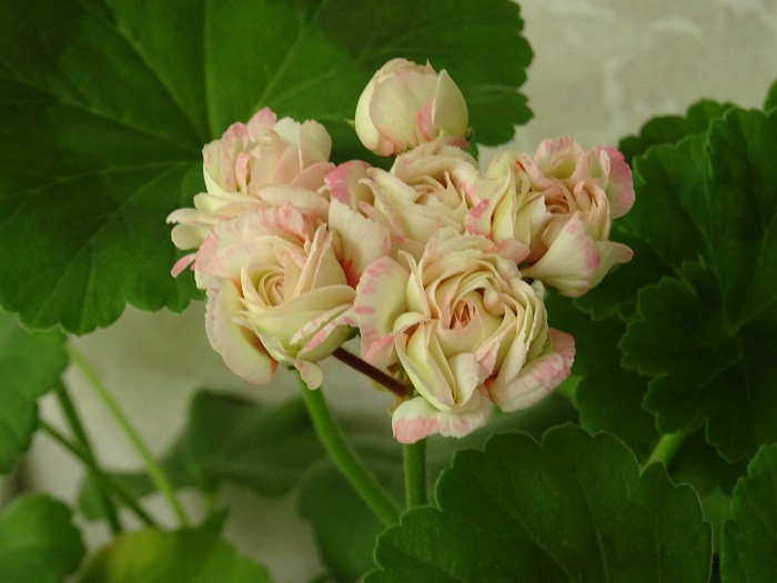 Пеларгония Fischers Appleblossom