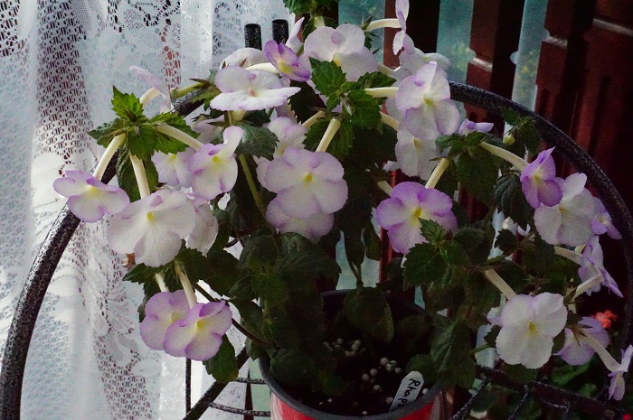 Rhapsody-3