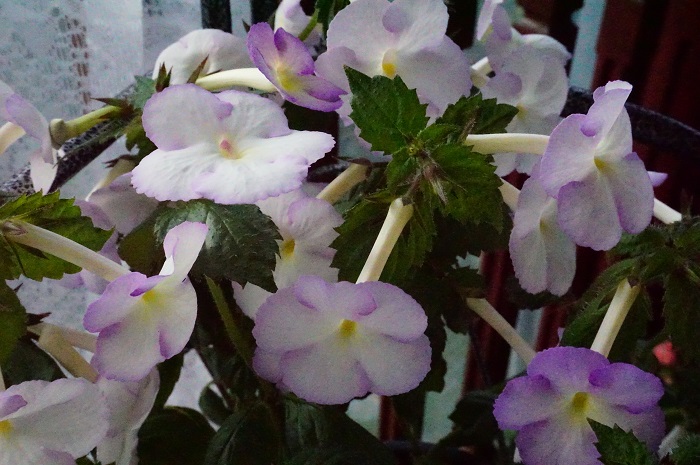 Rhapsody-2