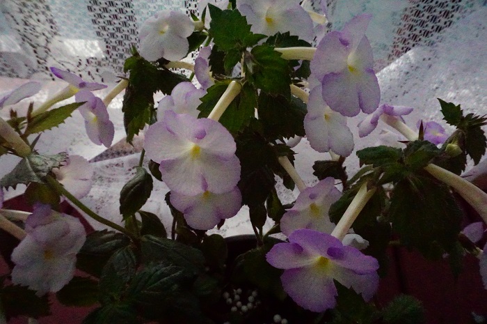 Rhapsody-1