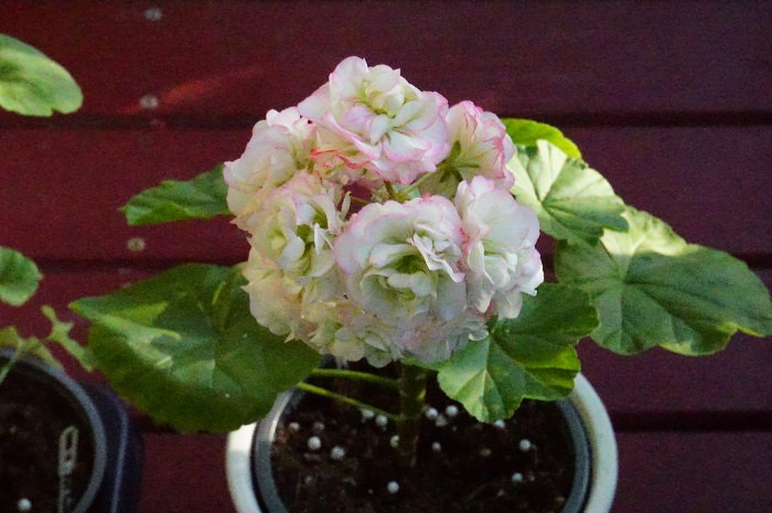 Appleblossom Rosebud