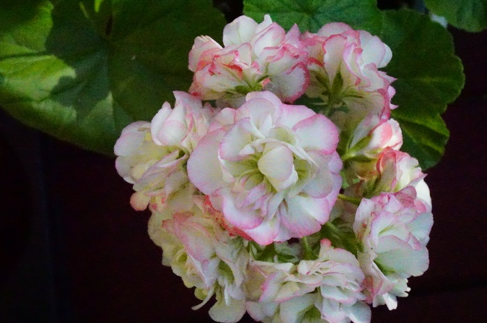 Пеларгония Appleblossom Rosebud