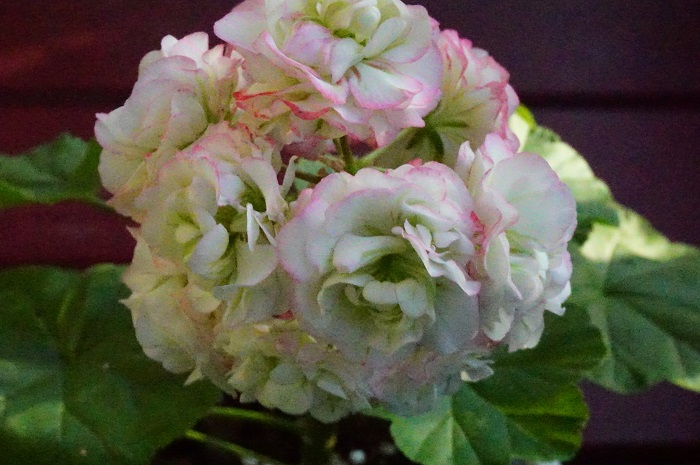 Appleblossom Rosebud