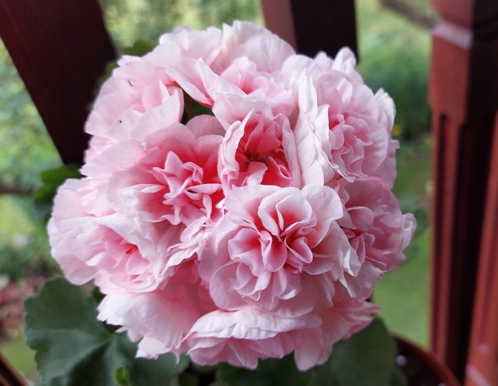 Пеларгония Ириол Eternite