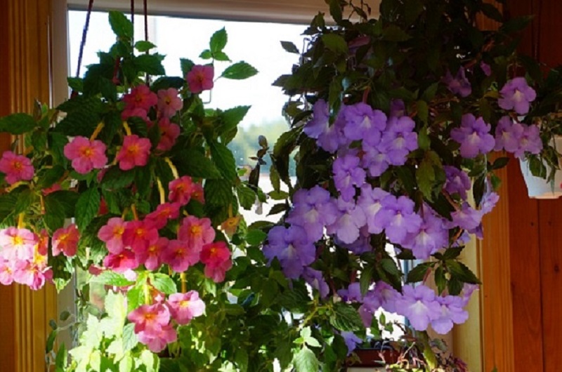 Ахименесы 2018 (1).JPG