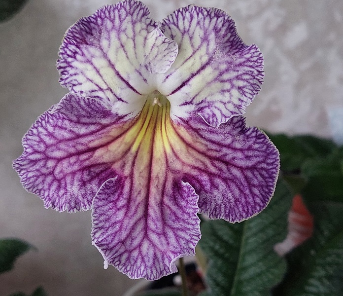 Стрептокарпус OD-Идеальный шторм