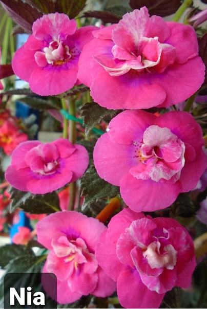 Ахименес Nia